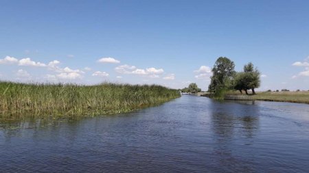 Pescuit ilegal in Delta Dunarii. Zeci de kilograme de sturion si nisetru au fost confiscate