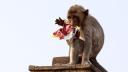 Maimutele dintr-un oras thailandez sunt agresive cu turistii si localnicii