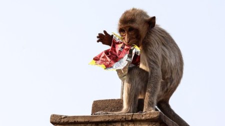 Maimutele dintr-un oras thailandez sunt agresive cu turistii si localnicii