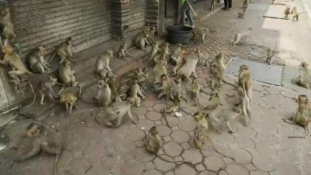 Maimutele fac leega intr-un oras din Thailanda. Oamenii sunt ingroziti de agresivitatea primatelor. 