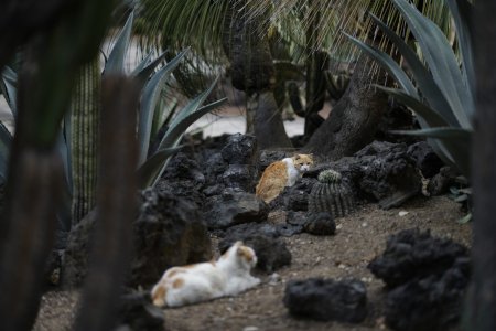 19 pisici de la palatul prezidential din Mexic au primit, prin lege, hrana si ingrijiri pe viata. Sunt acum un simbol