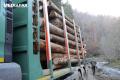 USR avertizeaza asupra renuntarii la confiscarea vehiculelor care transporta ilegal lemne