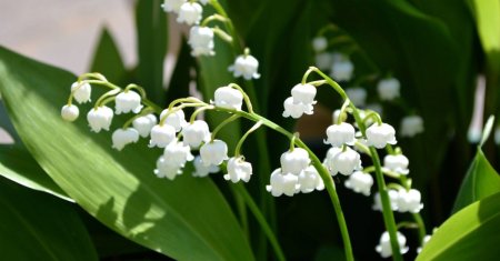 Lacramioara, planta care promite ca binele invinge intotdeauna