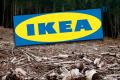 IKEA, bombardata de acuzatii: 59 de <span style='background:#EDF514'>ABUZURI</span> in padurile din Romania