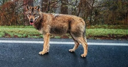Imagini incredibile surprise pe un drum din Romania! Un lup a fost filmat in timp ce alerga dupa un biciclist