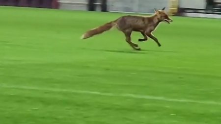 Il cauta pe Sapunaru sa-l felicite| Imagini virale pe internet cu o vulpe care a intrat pe stadionul din Giulesti, dupa meciul Rapid-CFR Cluj