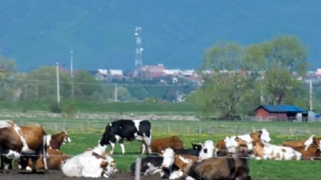 Fermierii si-au adus vacile in fata Primariei si il acuza pe edil ca foloseste pasunea pentru mita electorala, la Bod