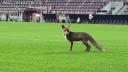 O vulpe a intrat pe stadionul din Giulesti, dupa meciul Rapid-CFR Cluj. Imaginile au devenit <span style='background:#EDF514'>VIRALE</span>