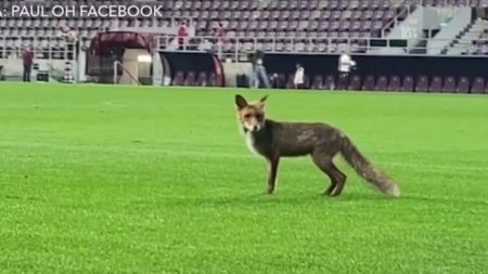 O vulpe a intrat pe stadionul din Giulesti, dupa meciul Rapid-CFR Cluj. Imaginile au devenit virale