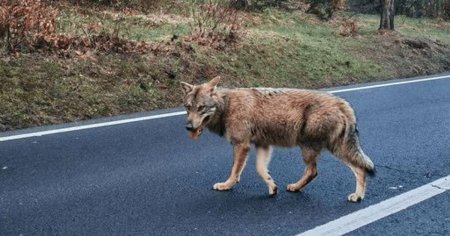 Primarul Allen Coliban vrea sa <span style='background:#EDF514'>SALVE</span>ze lupul filmat pe Drumul de Poiana. Unde ar putea ajunge animalul VIDEO