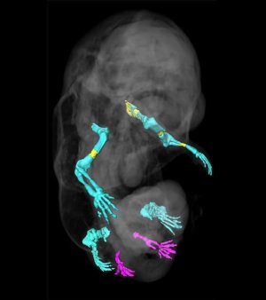 Soarece cu sase picioare, rezultatul intamplator al unui <span style='background:#EDF514'>EXPERIMENT</span> genetic