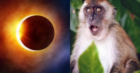 Modul <span style='background:#EDF514'>CIUDAT</span> in care au reactionat animalele la eclipsa. NASA cere ajutorul oamenilor pentru a le studia