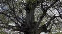 Copacul din Romania care are 500 de ani si poate fi cuprins de cinci oameni. Fagul din Hunedoara, o minune a naturii