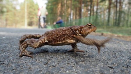 Autoritatile din orasul rus Sankt Petersburg cauta voluntari care sa ajute <span style='background:#EDF514'>BROASTE</span>le raioase sa traverseze soseaua