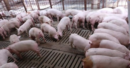 Productia de carne de porc a crescut in februarie, fata de ianuarie