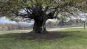 <span style='background:#EDF514'>MINUNEA</span> naturii: Un copac din Romania are peste 500 de ani si poate fi cuprins de cinci oameni. Unde se afla