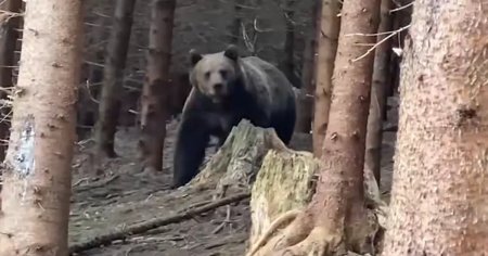 Intalnire de gradul zero intre un padurar si un urs urias intr-o padure d<span style='background:#EDF514'>IN SUCEAVA</span>. Cum s-a terminat totul VIDEO