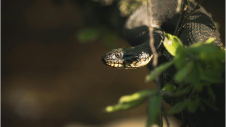 Serpii, din ce in ce mai activi in zonele montane | P<span style='background:#EDF514'>ASII</span> pe care trebuie sa ii urmati in cazul unei muscaturi de vipera 