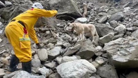 Un catelus a devenit celebru dupa ce a participat la misiunile de salvare din Taiwan. A gasit cadavrul unei femei