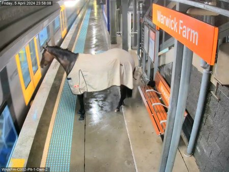 Atentie, un cal de curse asteapta trenul. Calatorii din Sydney au <span style='background:#EDF514'>FUGIT</span> din calea armasarului ajuns pe peron | VIDEO