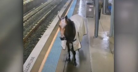 VIDEO. Un cal de curse a vrut sa se plimbe cu trenul. Animalul a <span style='background:#EDF514'>FUGIT</span> din tarc si a ajuns pe peronul unei gari din Australia