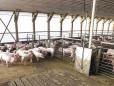 <span style='background:#EDF514'>FERMIERII</span> din Polonia primesc subventii de 1,7 ori mai mari pentru reproducerea porcilor decat cei din Romania