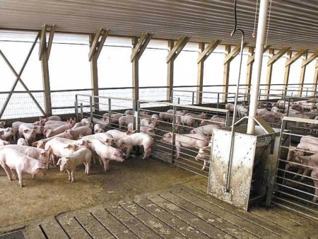 Fermierii din Polonia <span style='background:#EDF514'>PRIMESC</span> subventii de 1,7 ori mai mari pentru reproducerea porcilor decat cei din Romania