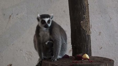 Nou-nascuti la <span style='background:#EDF514'>GRADINA ZOOLOGICA</span> din Targu Mures. Familia lemurienilor s-a marit cu patru pui