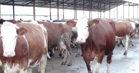APIA acorda un sprijin financiar de peste 51 milioane de lei pentru crescatorii de bovine