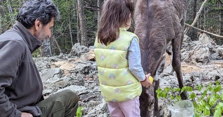 O ciuta carpatina, salvata de un <span style='background:#EDF514'>MEDIC VETERINAR</span> dupa ce a fost gasita, epuizata, in padurile Vrancei VIDEO