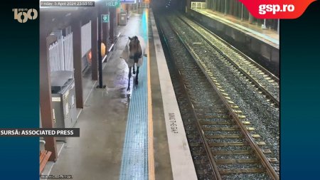 Un cal de <span style='background:#EDF514'>CURSE</span> a vrut sa se plimbe cu trenul. Animalul a fugit din tarc si a ajuns pe peronul unei gari din Australia