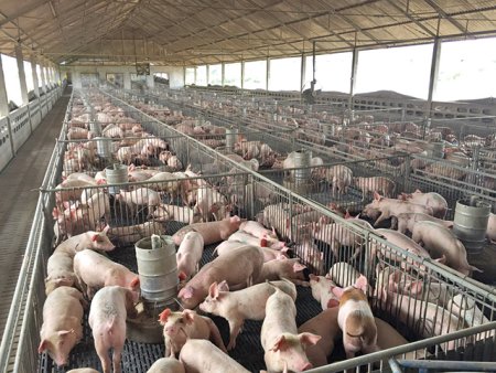 Fermierii din Polonia <span style='background:#EDF514'>PRIMESC</span> subventii de 1,7 ori mai mari pentru reproducerea porcilor decat cei din Romania. Peste 70% din consumul de carne de porc din Romania vine din strainatate, iar Polonia se afla pe locul patru in topul tarilor din care Romania importa carne de porc