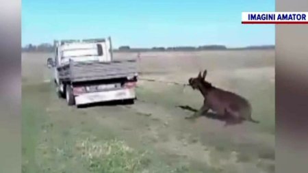 Un cioban si-a alergat magarul legat de camioneta, iar localnicii i-au cerut socoteala. Ce s-a intamplat cand a venit Politia