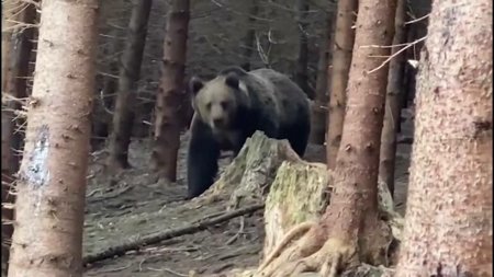 Reactia unui urs cand a observat un barbat care il filma, intr-o padure din Suceava | VIDEO