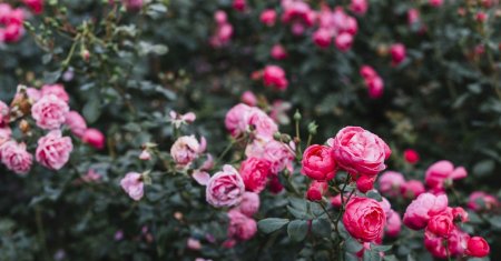 Cu ce trebuie sa stro<span style='background:#EDF514'>PESTI</span> trandafirii in a doua parte a lunii aprilie. Secretul pentru o gradina de vis