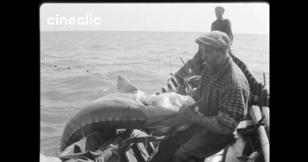 Legende pescaresti cu monstri marini pescuiti la Sfantu Gheorghe: A prins un morun de 675 de kilograme, din pantecele caruia a scos 145 de kilograme de caviar VIDEO