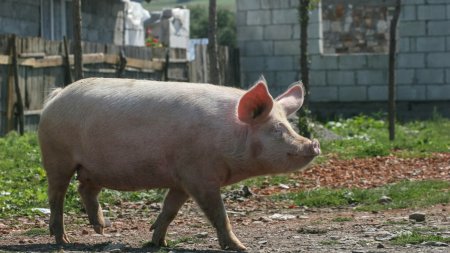 Pa<span style='background:#EDF514'>TANIA</span> unei familii din Satu Mare care a mancat carnea de la porcul crescut in curte. Toti au ajuns la spital
