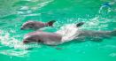 Cat de mult a crescut puiul de delfin nascut in captivitate, la Delfinariul din Constanta