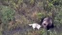 Surpriza de care a avut parte o familie ce isi cauta cainele pierdut cu o drona. Animalul se distra alaturi de ursi. VIDEO