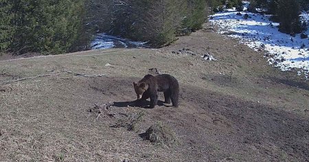 Primar, despre ursii-franzelari: Sunt prea multi si o sa dispara caprioarele, cerbii si mistretii
