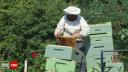 Despagubiri ridicole pentru apicultorii afectati de conflictul din Ucraina | O familie de albine costa 300 de lei, statul acorda doar 25 de lei