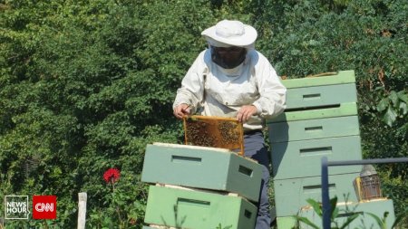 <span style='background:#EDF514'>DESPAGUBIRI</span> ridicole pentru apicultorii afectati de conflictul din Ucraina | O familie de albine costa 300 de lei, statul acorda doar 25 de lei