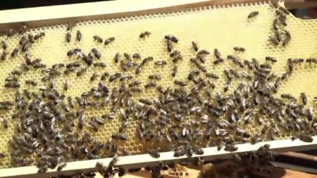 Albinele ar putea muri din cauza temperaturilor prea ridicate. Avertismentul <span style='background:#EDF514'>APICULTORI</span>lor