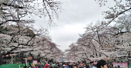 Noua atractie a unui oras din Romania. Sute de ciresi japonezi, plantati pe Bulevardul Regele <span style='background:#EDF514'>FERDINAND</span> FOTO