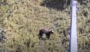 Avertizare RO-Alert in Ilfov, dupa ce un urs a fost vazut in padurea Scrovistea, la 30 de kilometri de Bucuresti