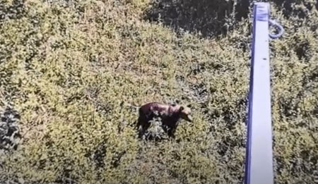 Avertizare RO-Alert in Ilfov, dupa ce un urs a fost vazut in <span style='background:#EDF514'>PADURE</span>a Scrovistea, la 30 de kilometri de Bucuresti