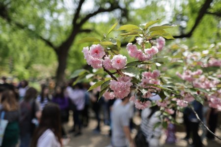 FOTO. Au inflorit ciresii in Gradina Japoneza din parcul <span style='background:#EDF514'>HERASTRAU</span>. Sute de persoane au asistat la Festivalul Florilor de Cires