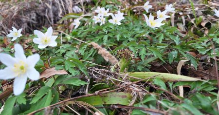 Cum arata floarea rara gasita in Gorj de un cuplu pasionat de natura si munte. E pe cale de disparitie FOTO