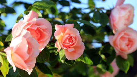 Cu ce se stropesc trandafirii in <span style='background:#EDF514'>LUNA APRILIE</span>. Asa vor fi protejati de boli si vor inflori spectaculos