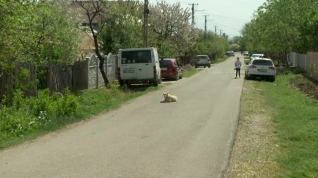 O fetita <span style='background:#EDF514'>DE 7 ANI</span> din Buzau a fost desfigurata de cinci caini. Copila a fost atacata sub ochii mamei